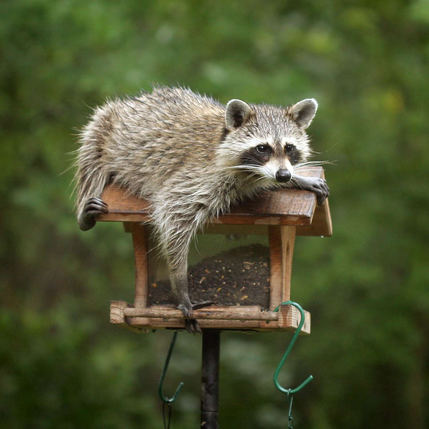 Raccoon resting on top of a bird feeder