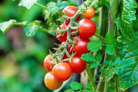 A cluster of tomatoes growing on a plant with green leaves