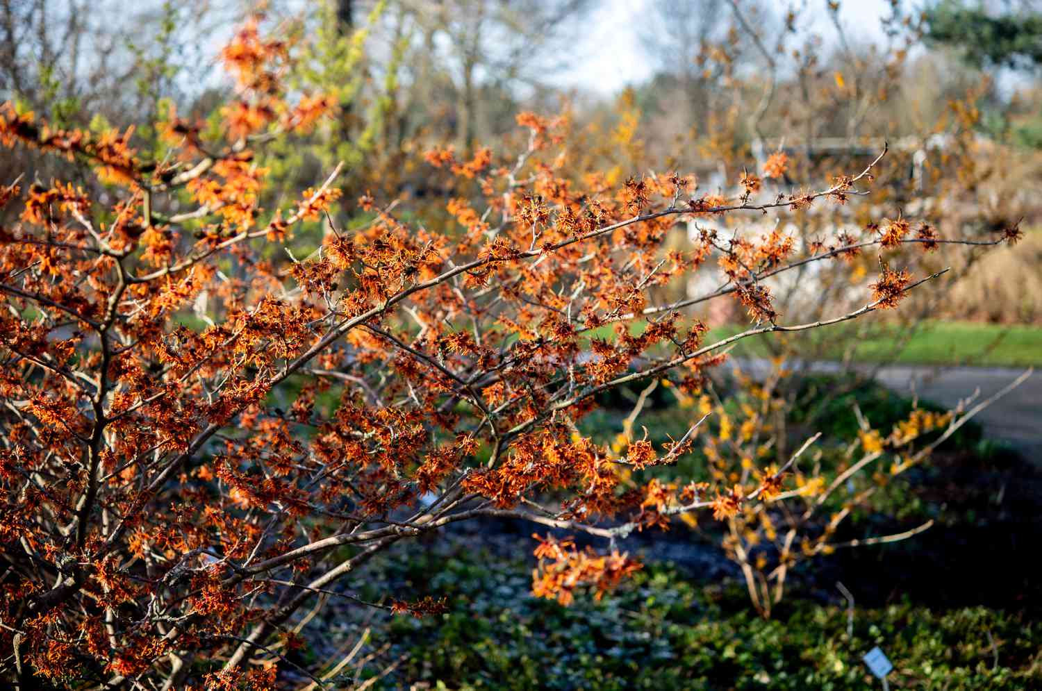 Winter bloom in the park of gardens