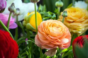 Colorful ranunculus is spring pot and container