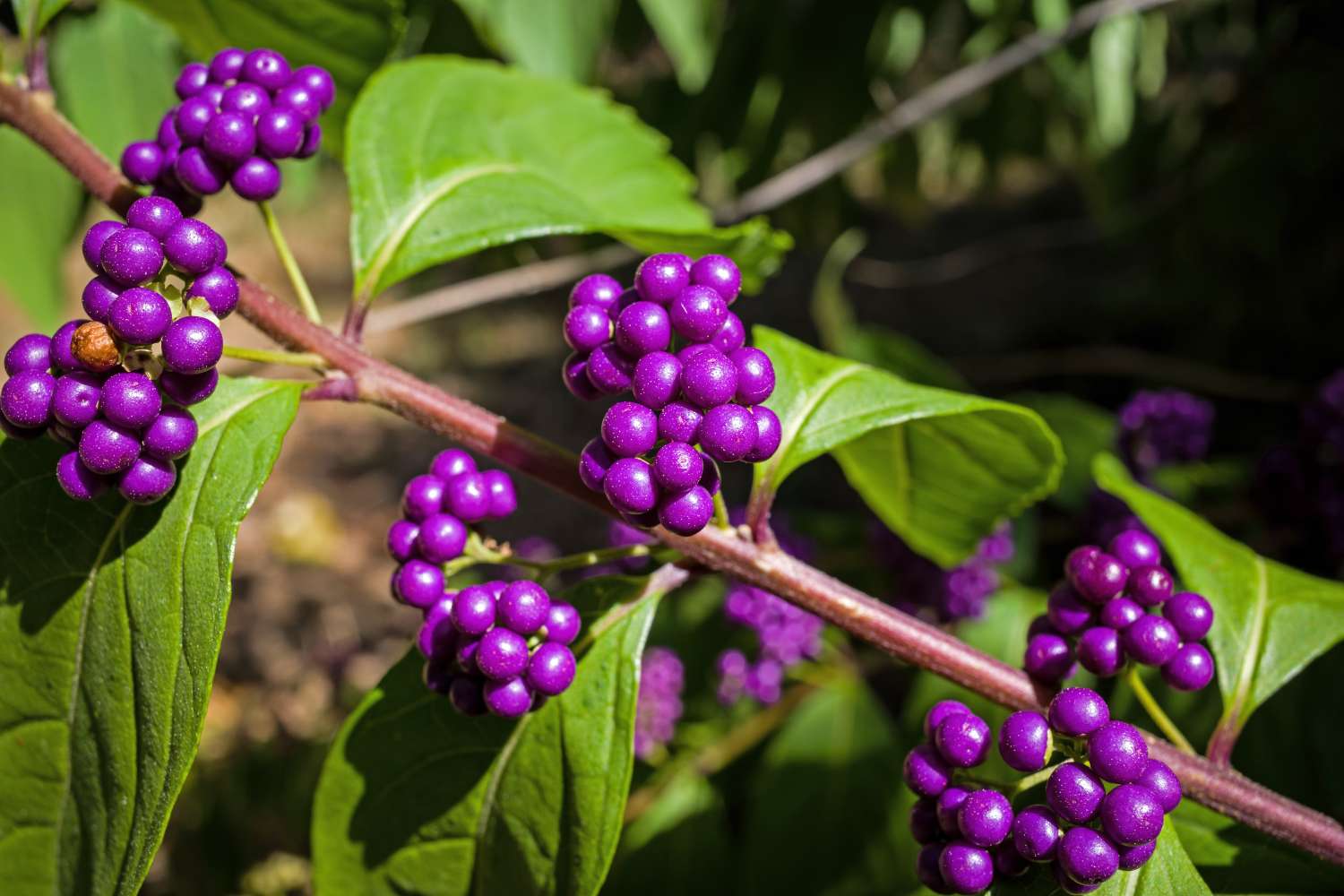 Branch with clusters of berries and leaves
