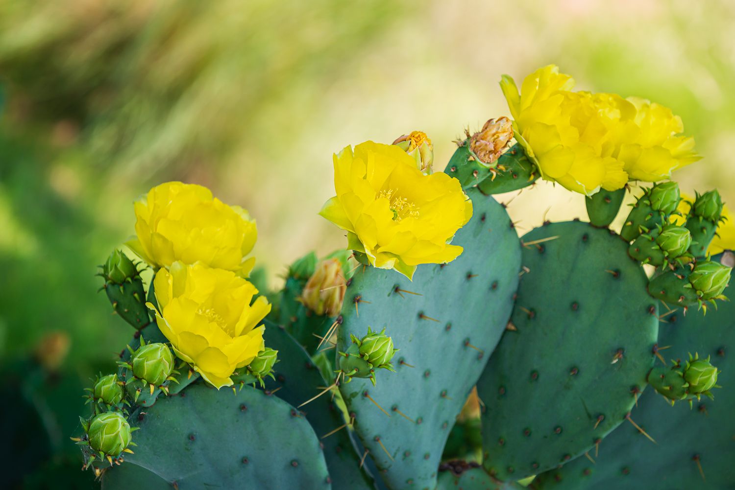 low prickly pear cactus