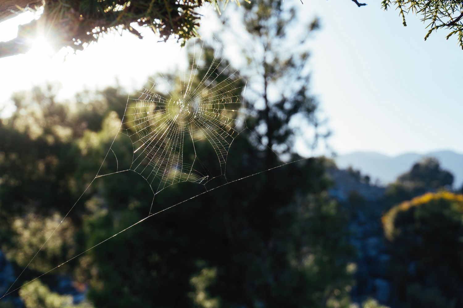 Spider web outdoors