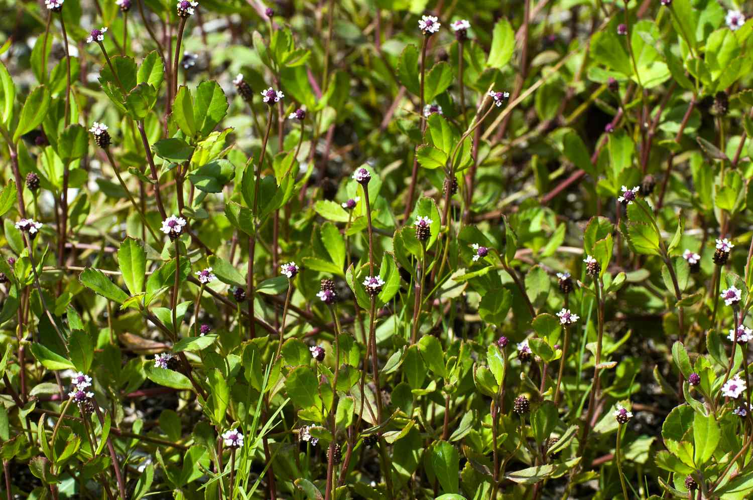 A patch of green plants with small flowers growing outdoors in natural sunlight