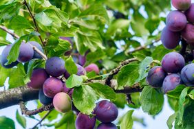 close up of a plum tree