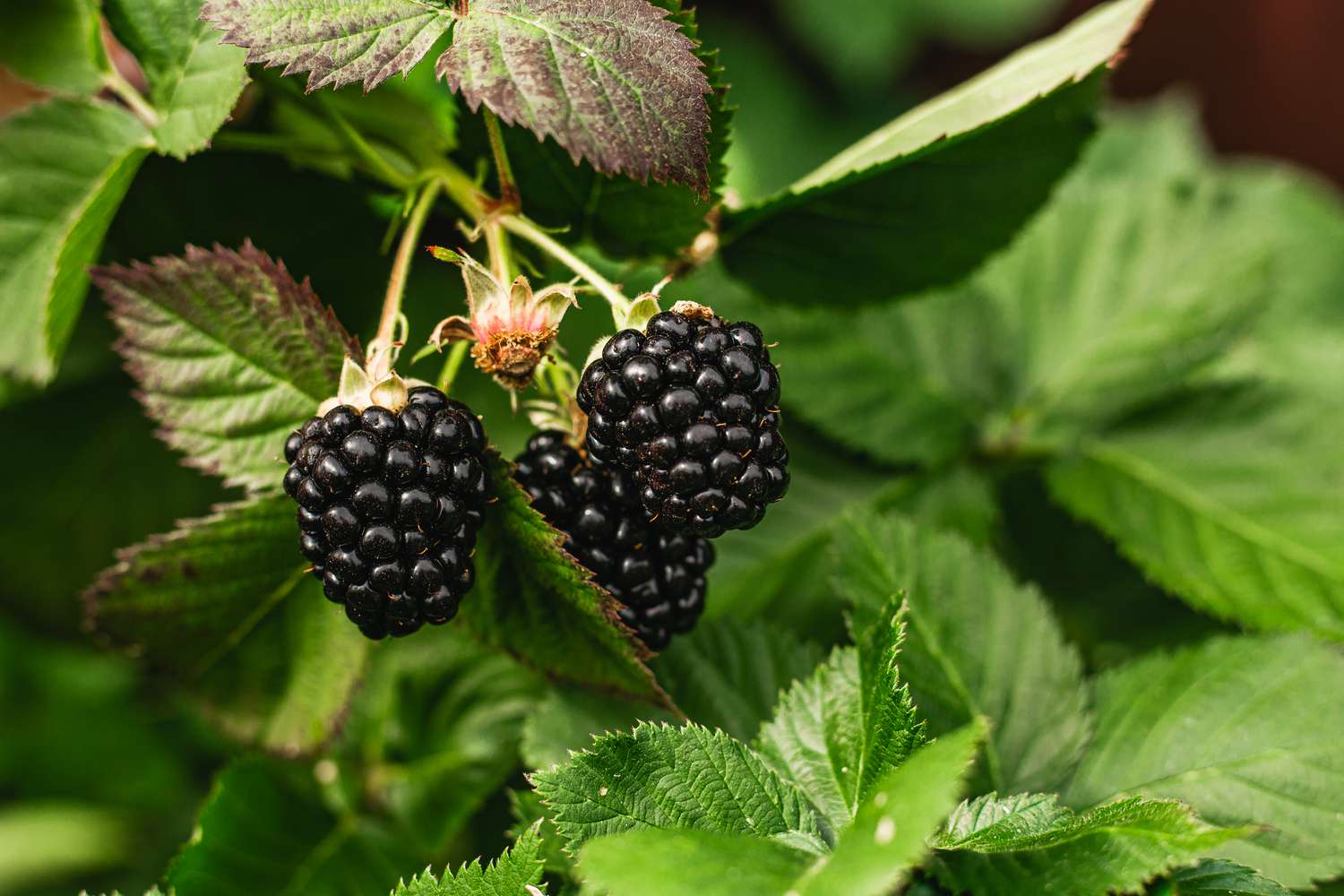 Organic fresh blackberry in the bush.