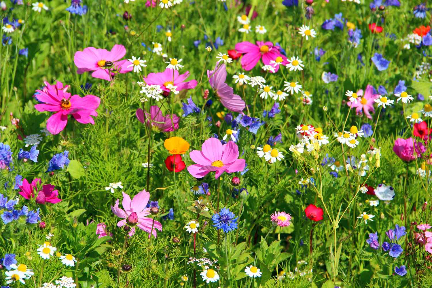 A field of diverse blooming flowers including daisies and pink blossoms
