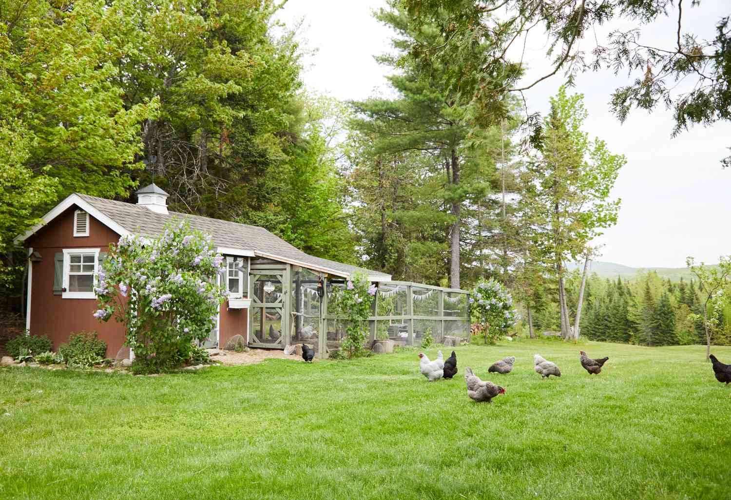 Chicken Coop Outside view