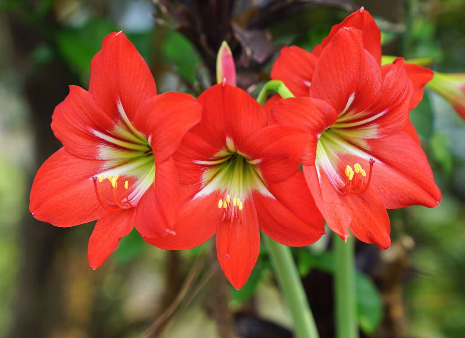 three amaryllis blooms in red with green background