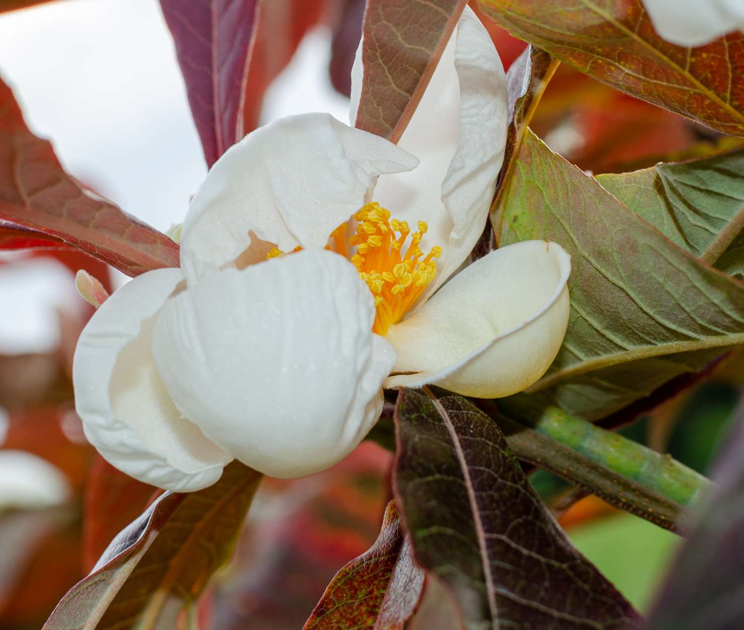 white flower blooming on branch of tree