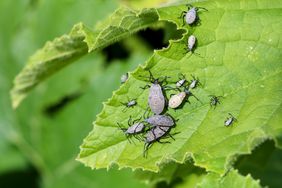 A group of adult squash bugs and nymphs, Anasa tristis on a healthy yellow squash leaves