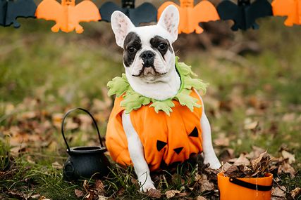 Dog in pumpkin costume