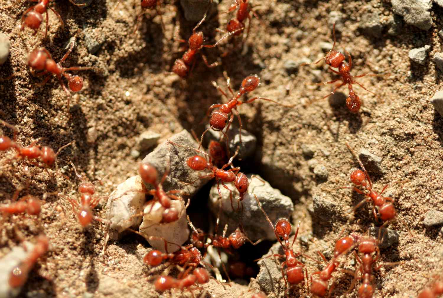 Several ants near an anthill entrance on a dirt surface