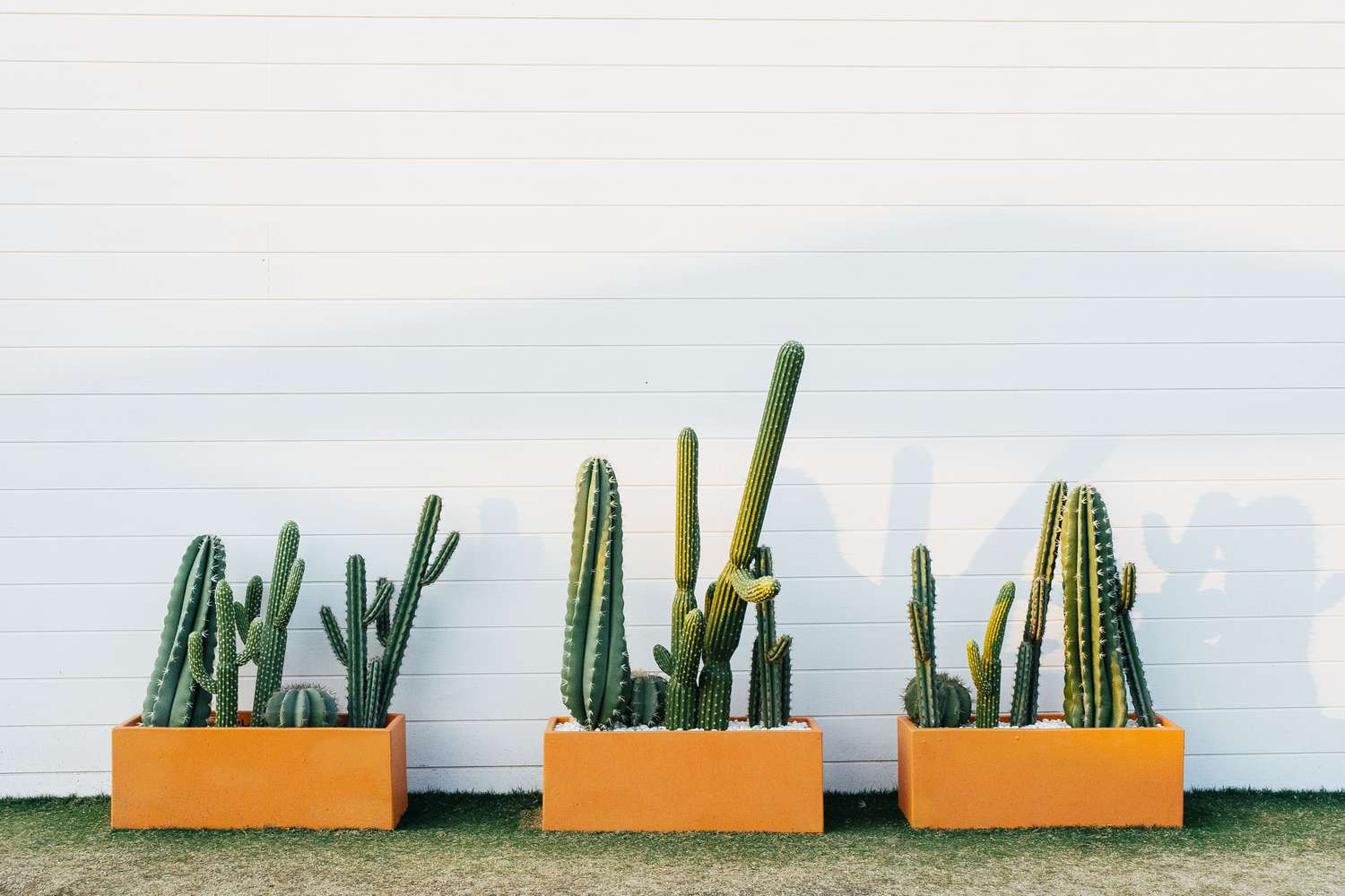 Potted Cactus plants in Palm Springs-inspired orange plant boxes, ideal for small courtyard, backyard, apartment and residential living.