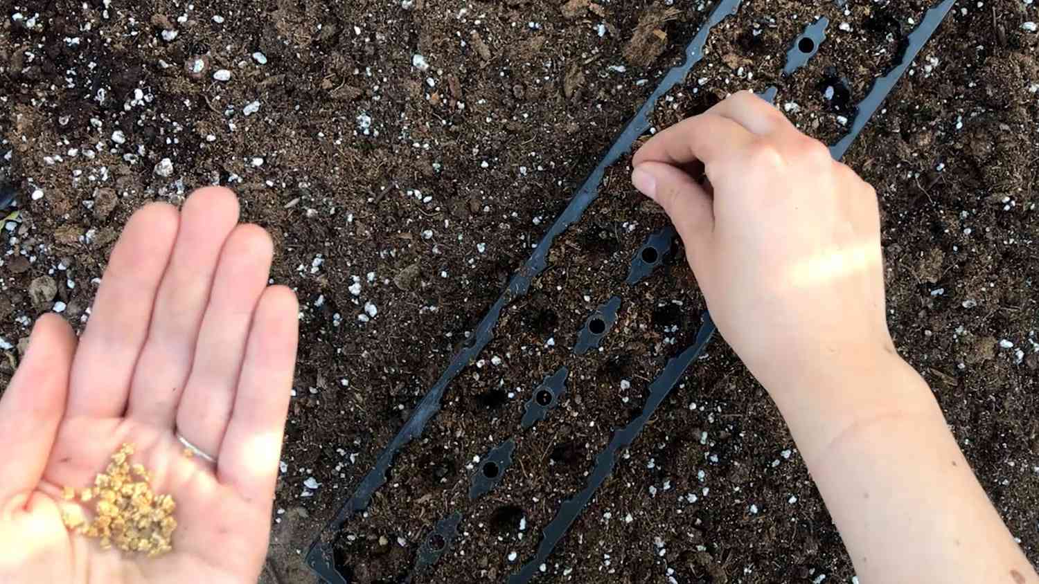 Hand placing seeds in containers for seed starting