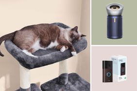 A cat lying on a cat tree, a cylindrical air purifier, a Ring doorbell package