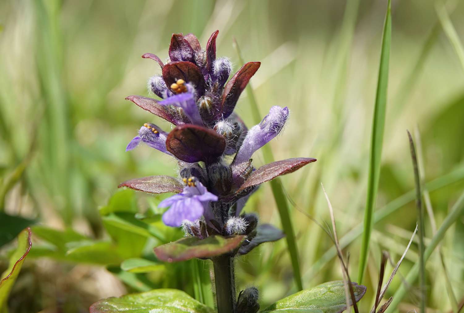 Closeup of a bugleweed plant with purple flowers among green grass