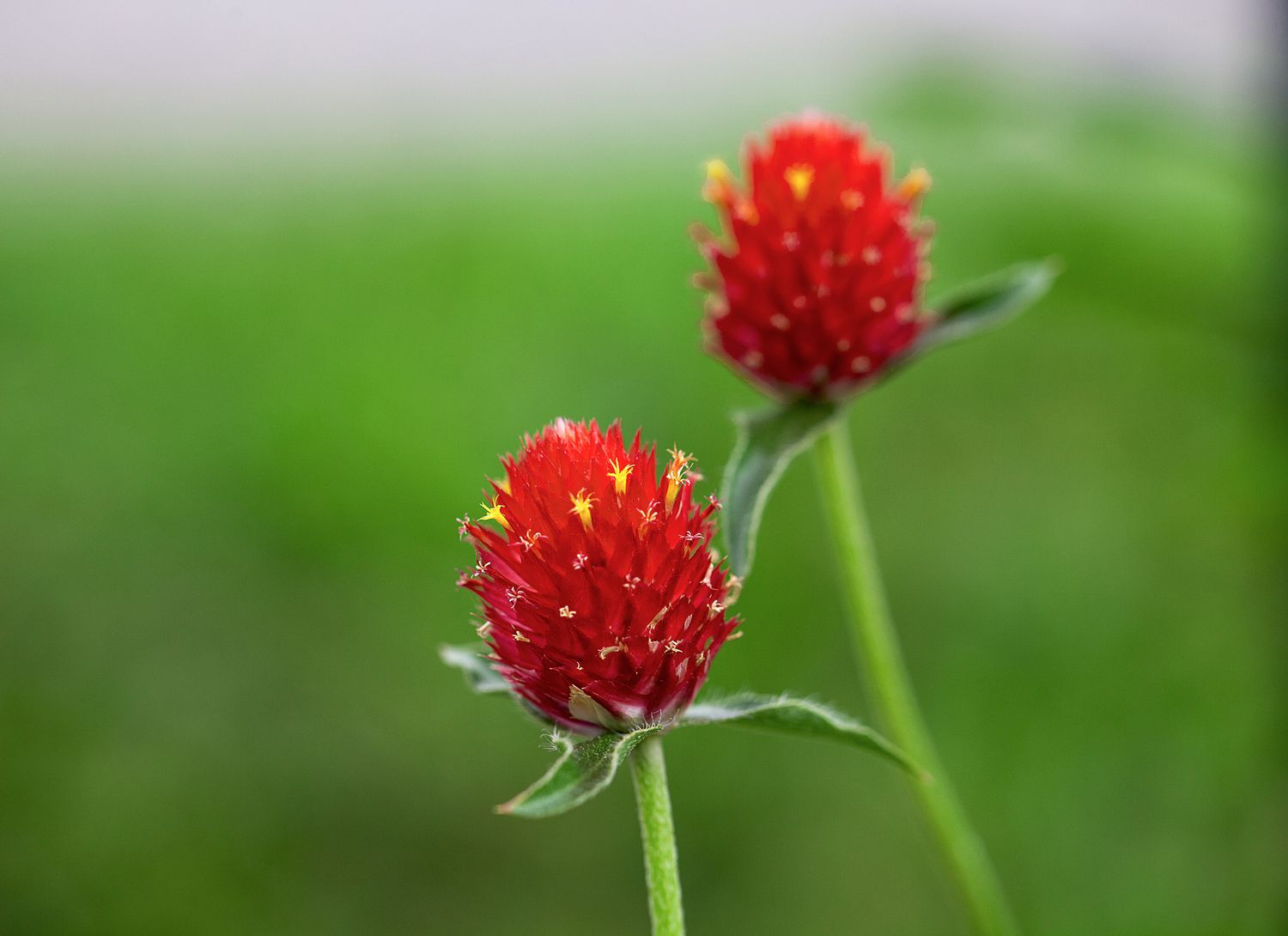 Red clover blooms close up