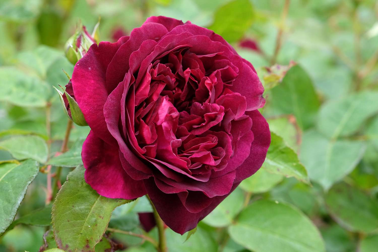 Munstead Wood rose