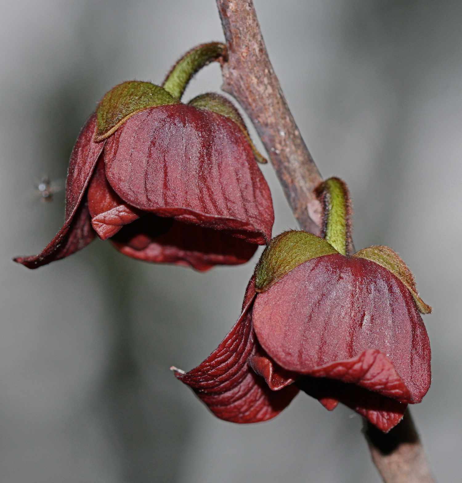 Two dark red flowers on a single branch