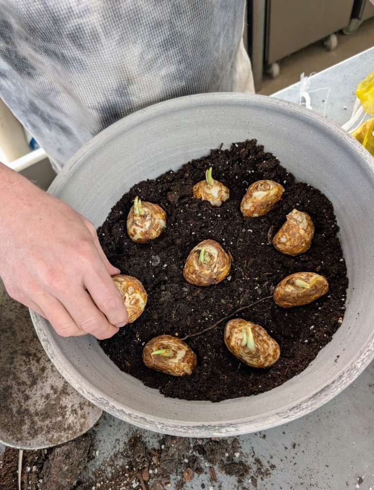 Forcing bulbs gardening method in the winter. 