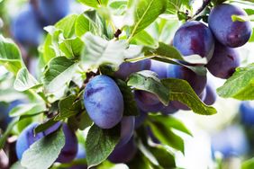 Plums growing on a tree branch with green leaves surrounding them
