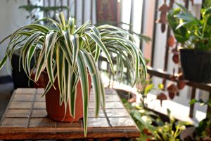 Spider Plant on wooden table