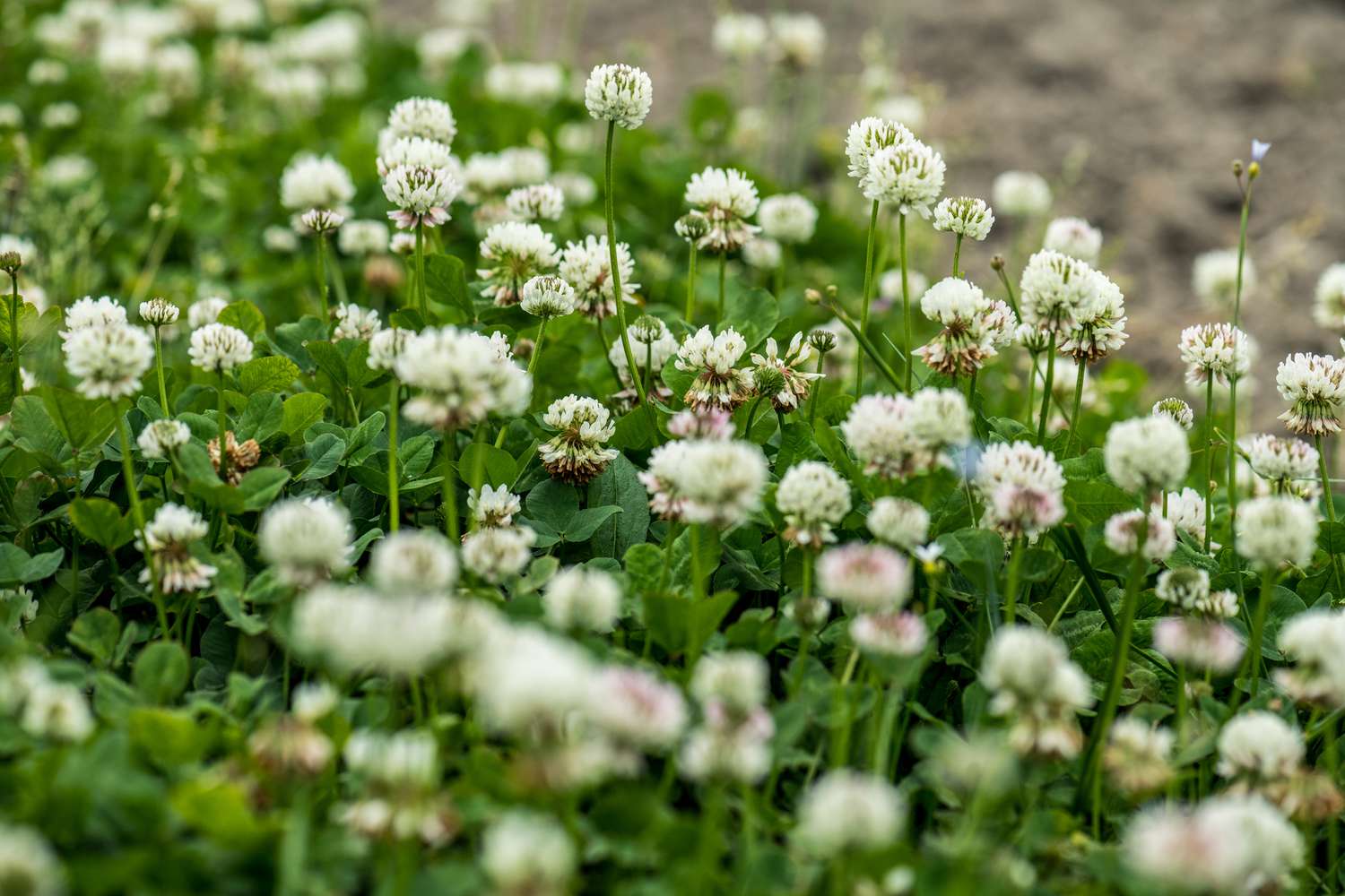 White Clover