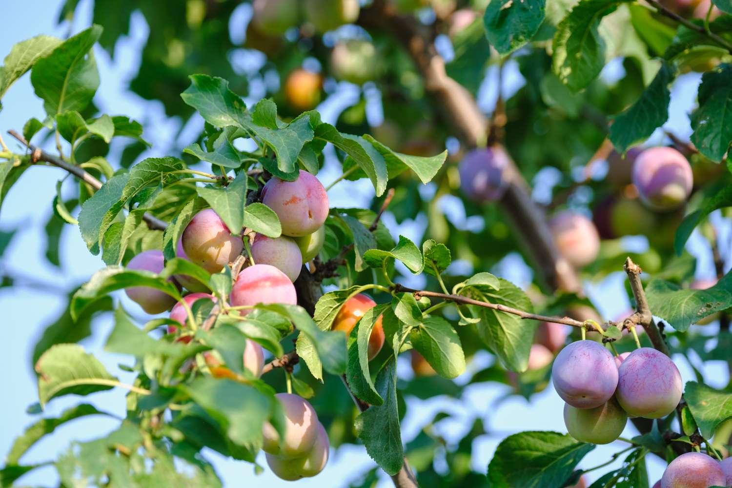 Tree branches with ripe plums growing among green leaves