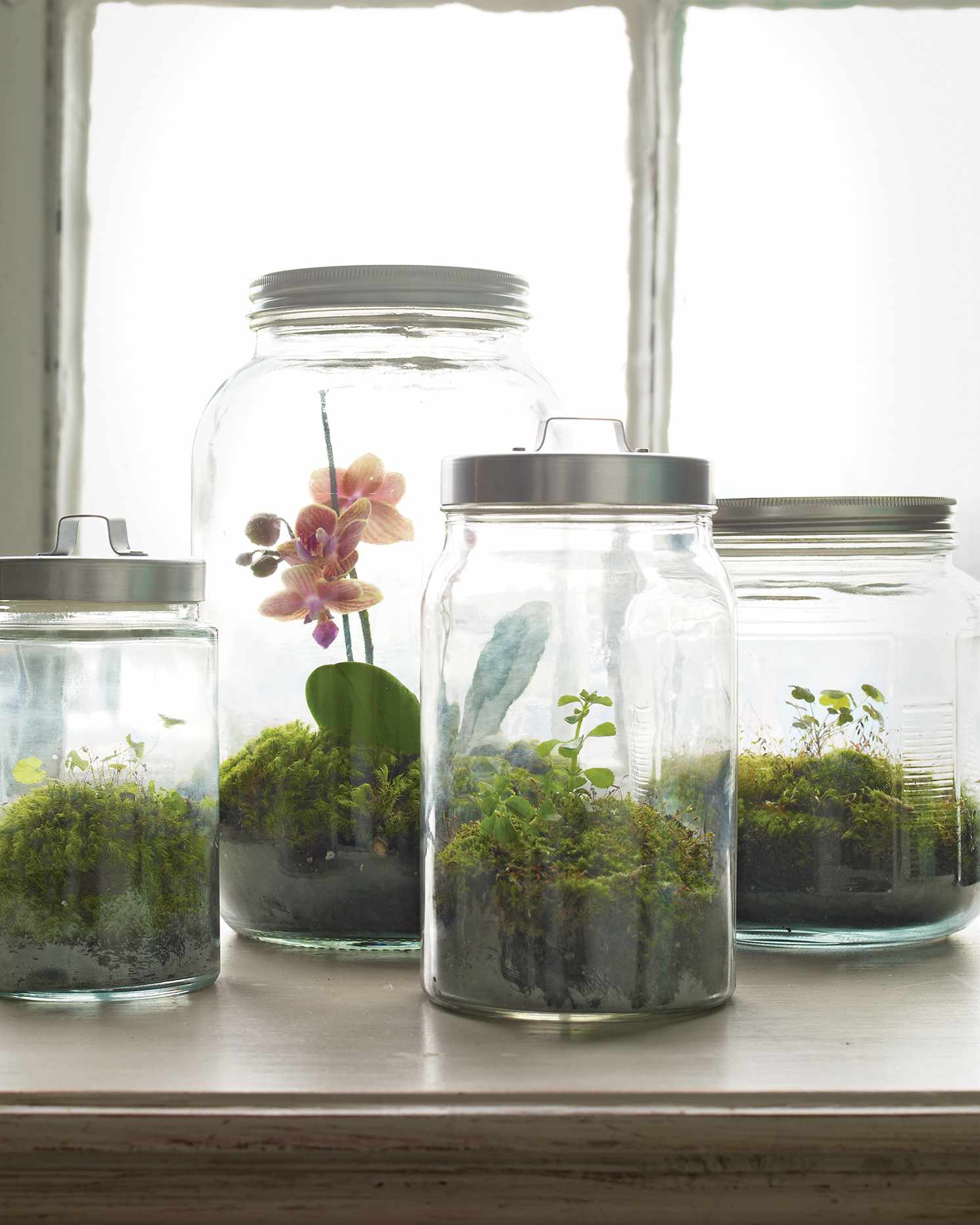 DIY jar terrarium