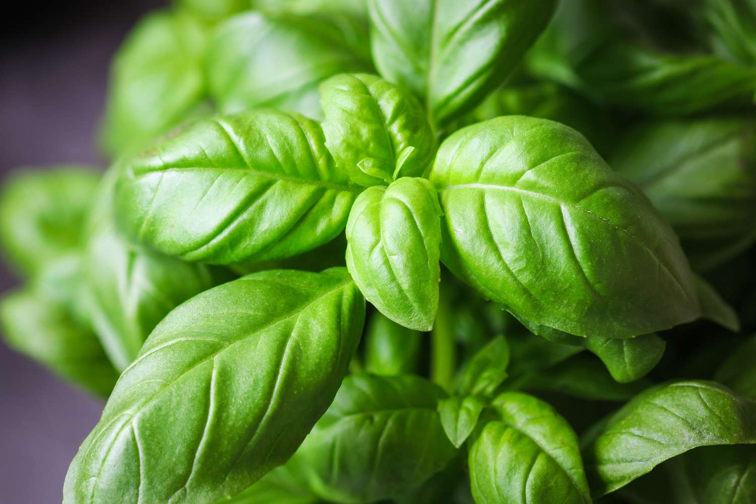 Basil