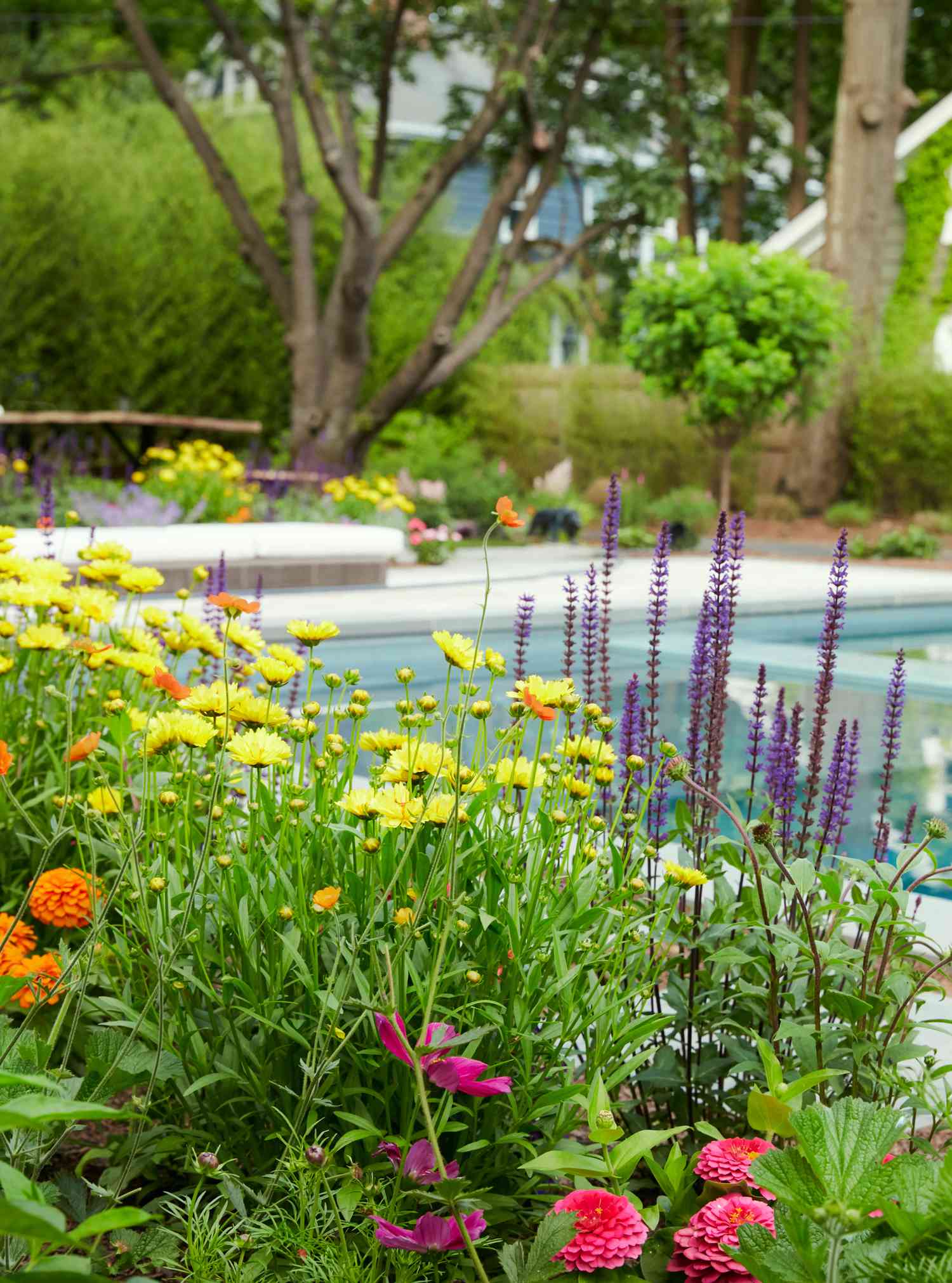Wildflowers at Poolside