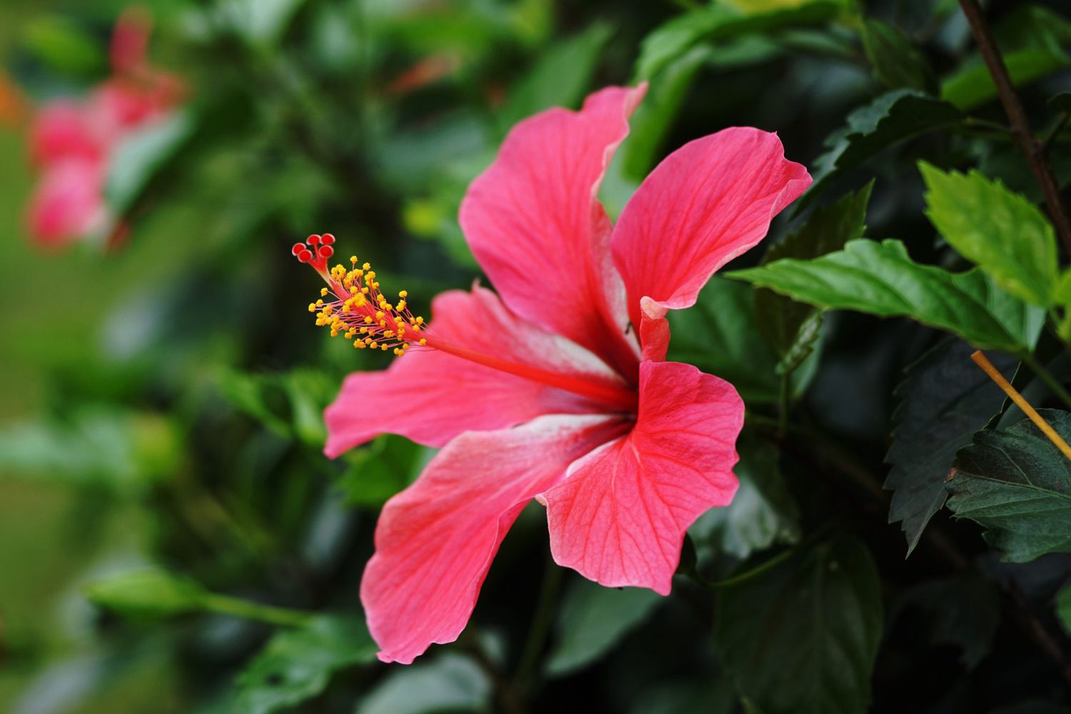 Close-Up Of Pink Hibiscus Flower Blooming