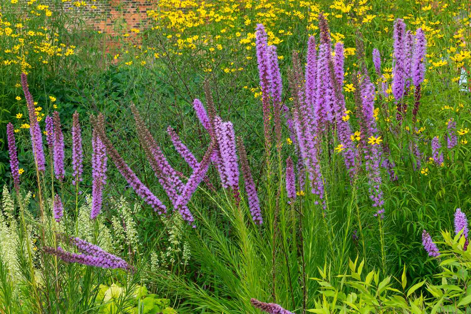 Blazing star flowers