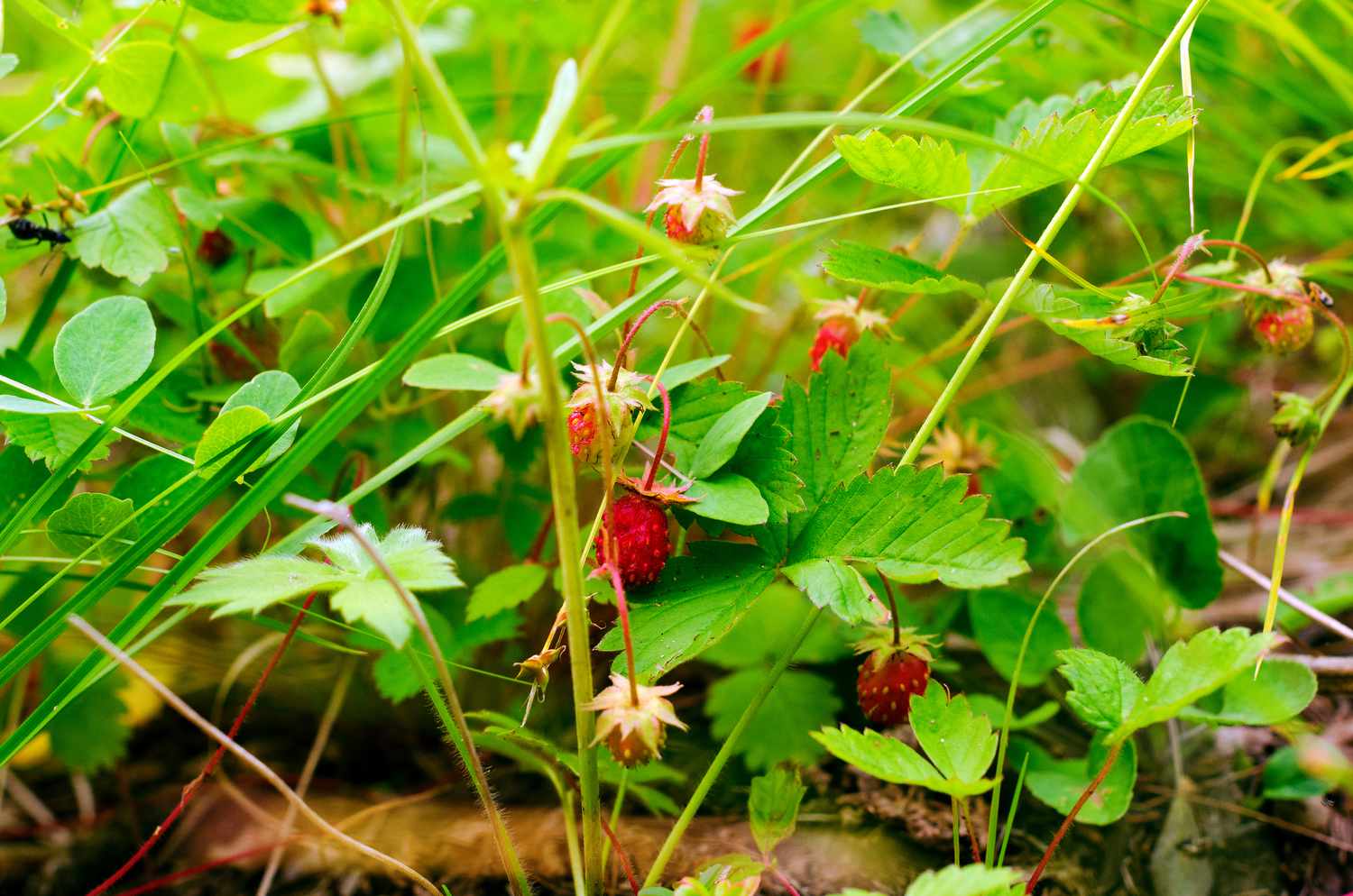 Wild Strawberry (Fragaria vesca)
