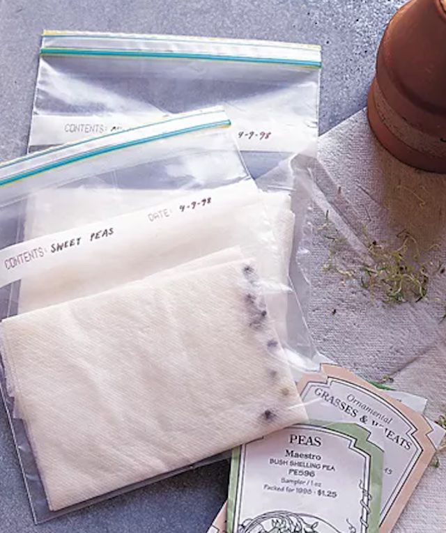 Seeds in bag