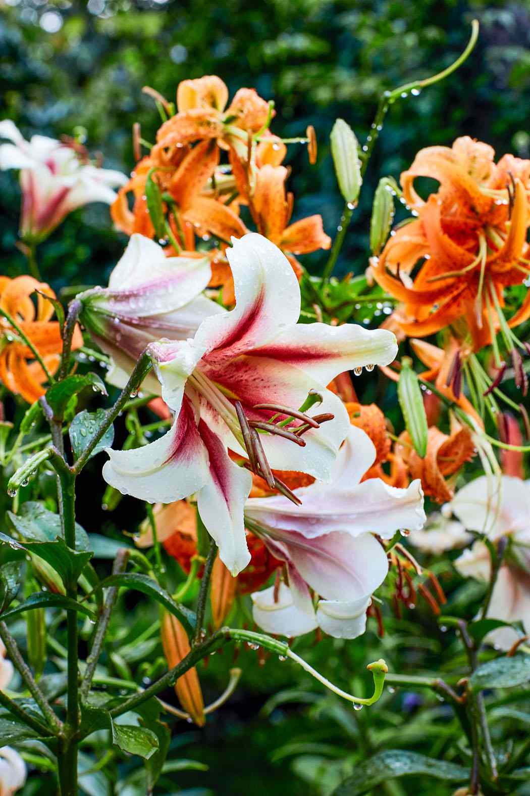 Pink and White Lilies Growing in decorvow Border Garden, Bedford New York