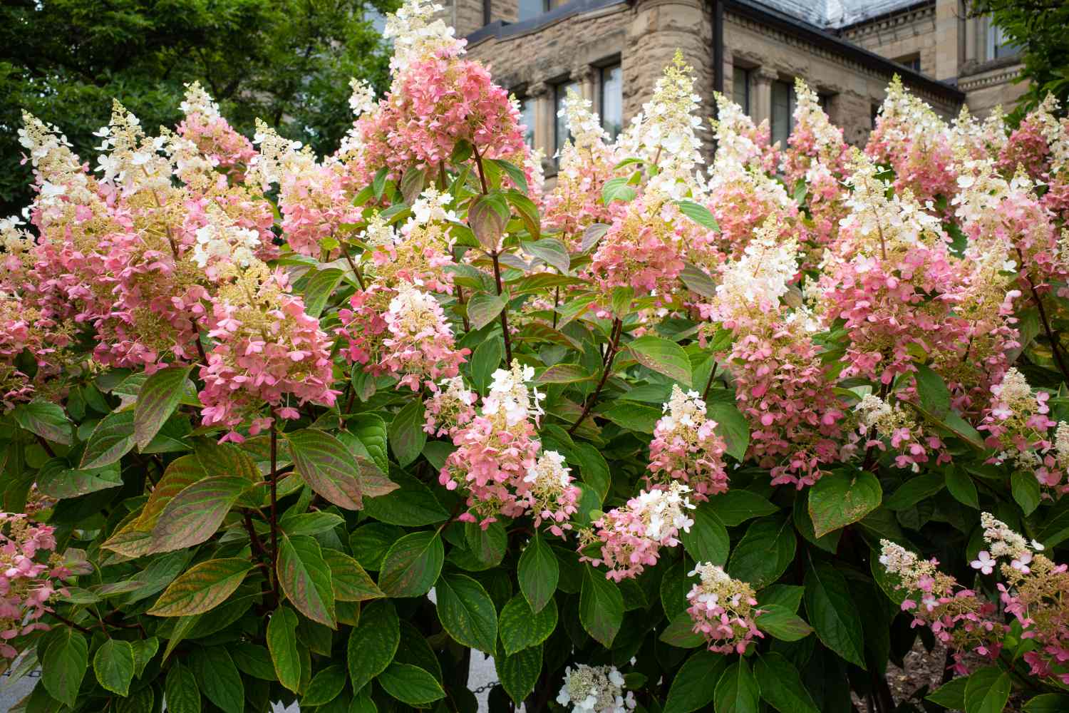 A lush flowering bush with pink and white blossoms in a garden setting with a stone building in the background