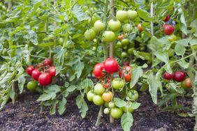 Tomato plants with ripe and unripe fruit growing in soil