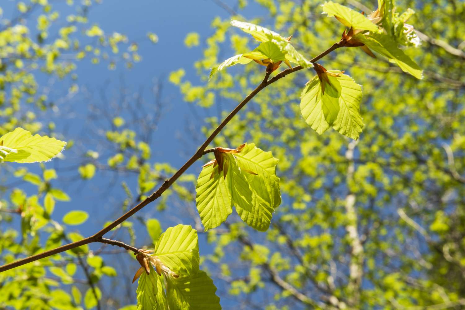 Close-up of fresh green leaves of a branch of a beech tree on a sunny day with clear blue skies in spring or early summer (May 18). Shallow depth of field. Blurred background.