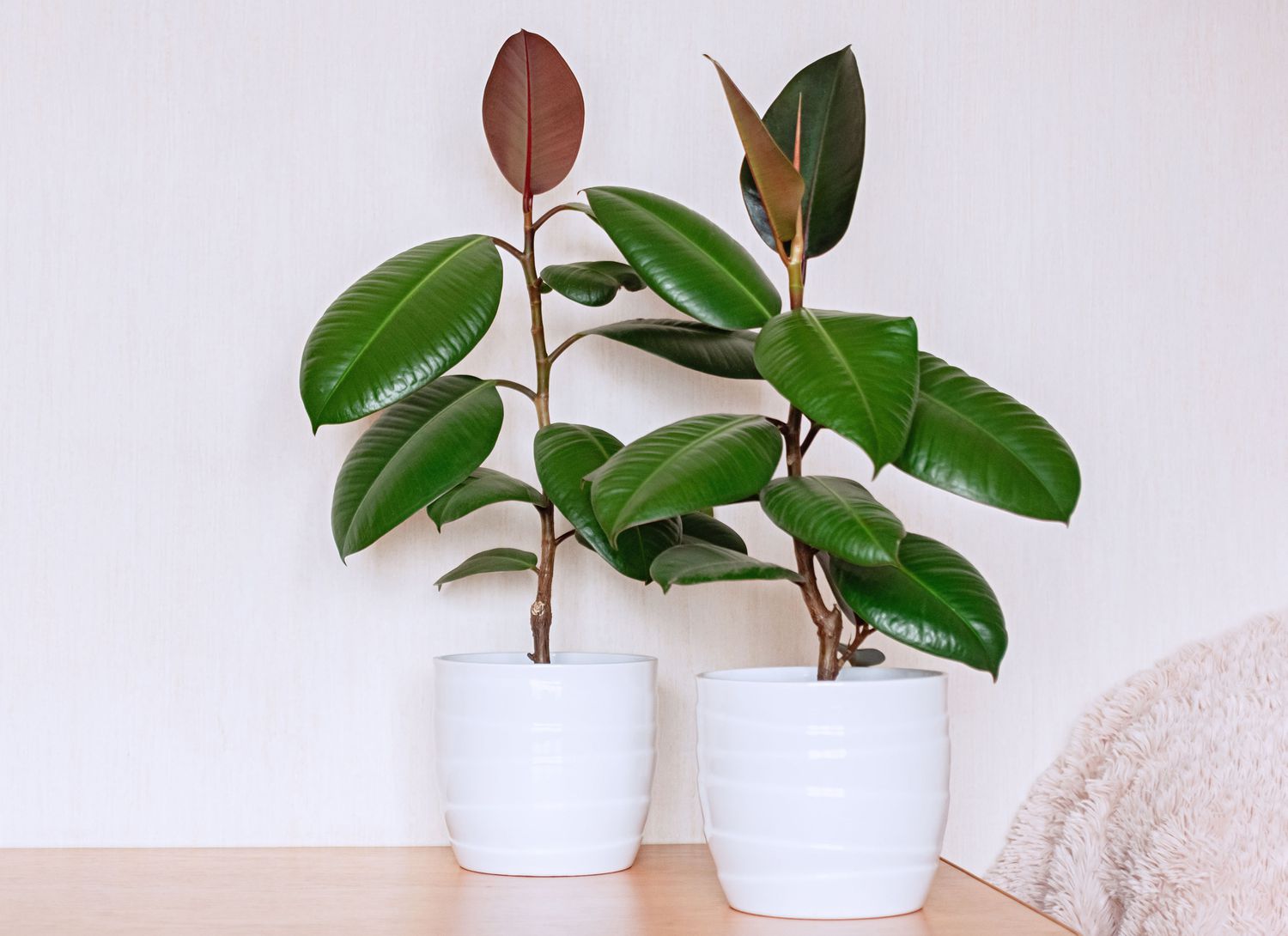 two rubber plants in white pots on a wood table