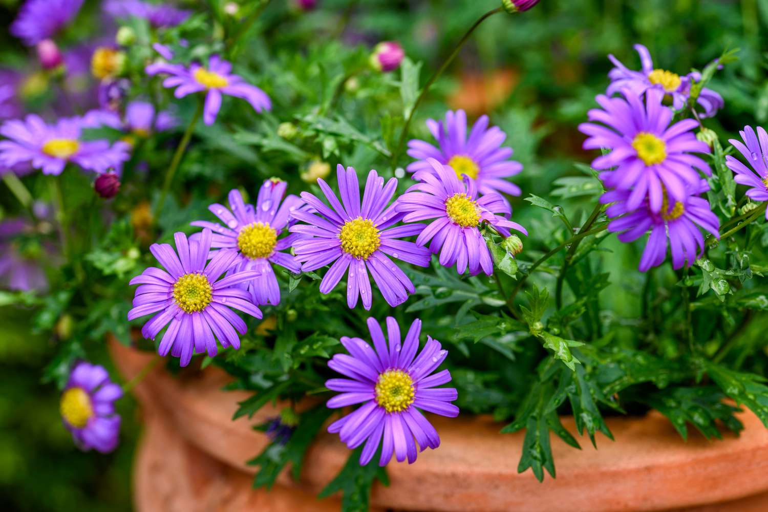 Magic Purple Aster