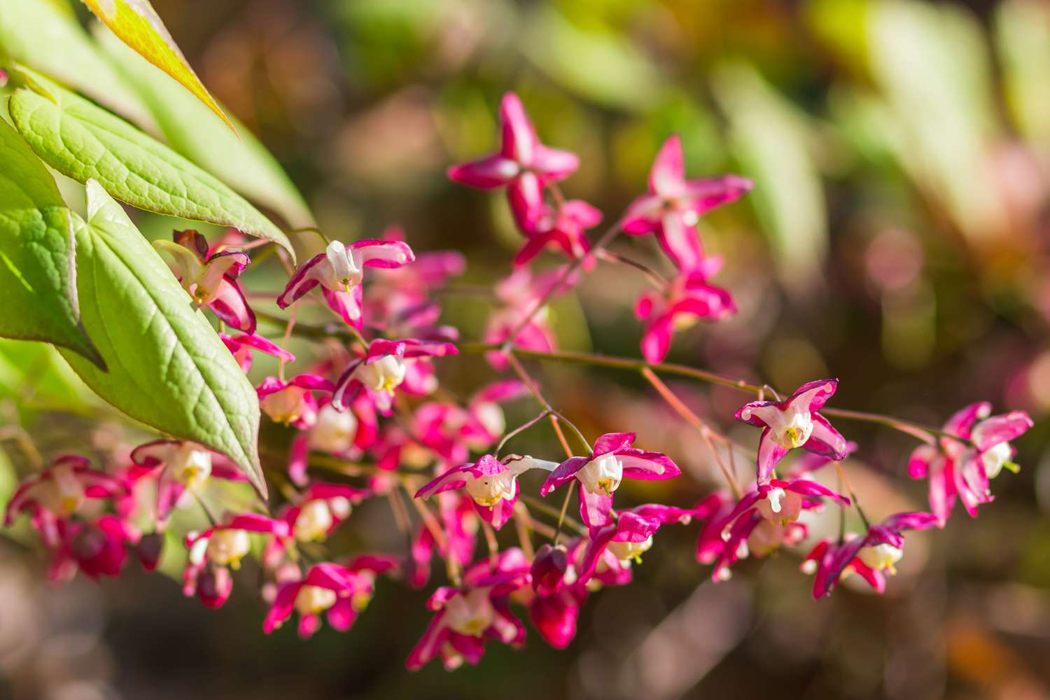 sweetheart epimedium flowers