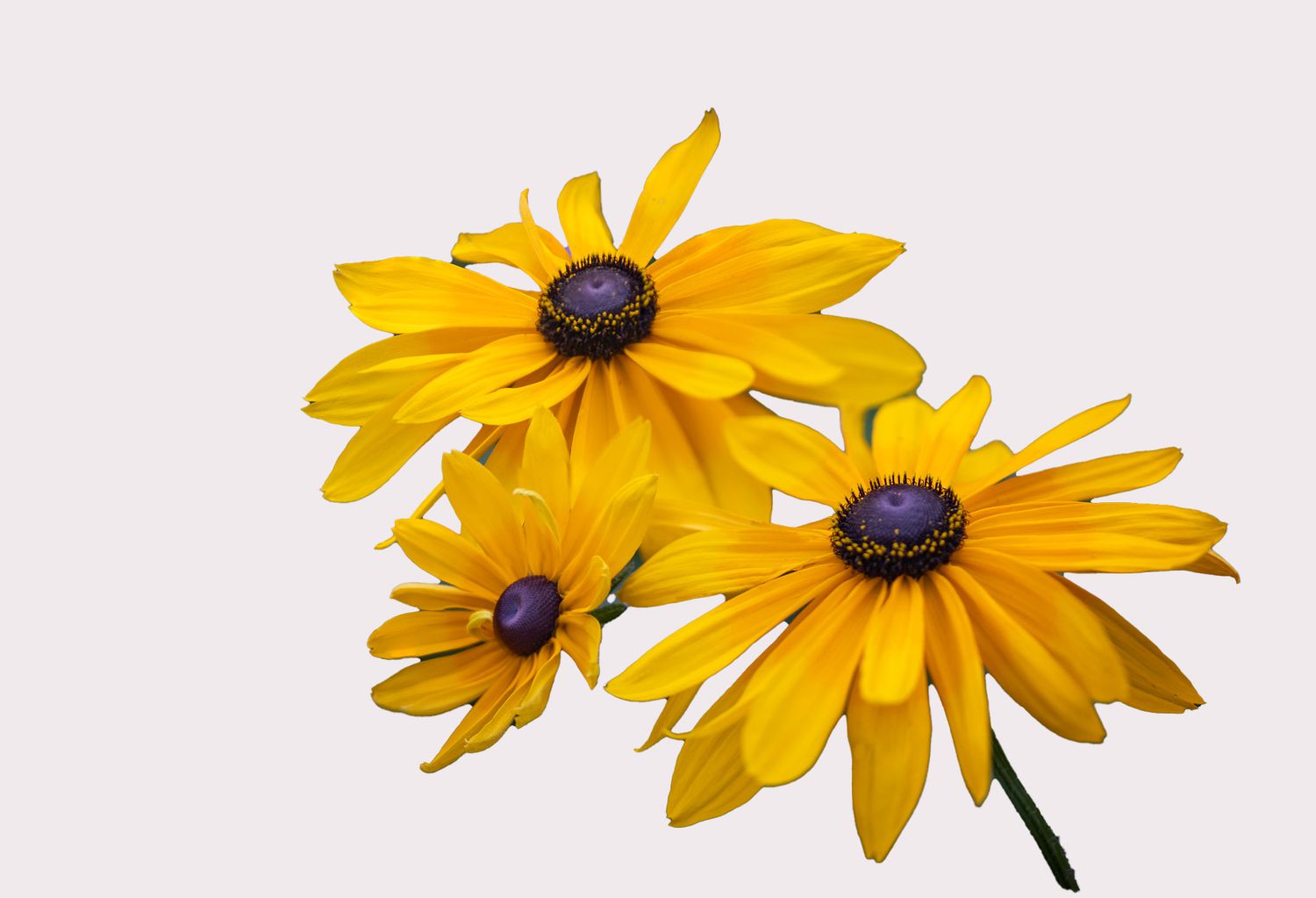 Black-Eyed Susan Flowers
