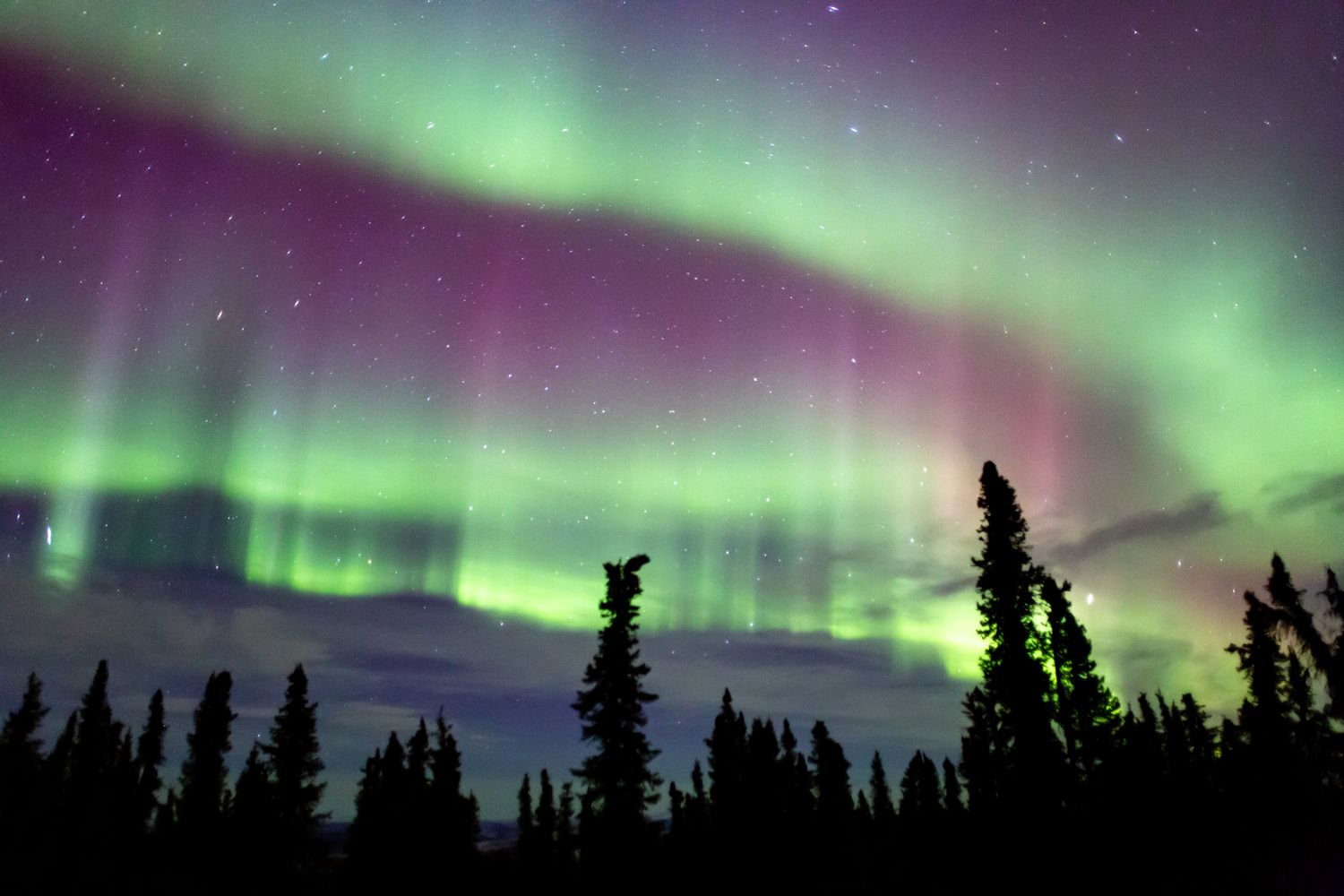 Aurora borealis over a forest silhouetted at night