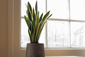 snake plant near a window in a pot