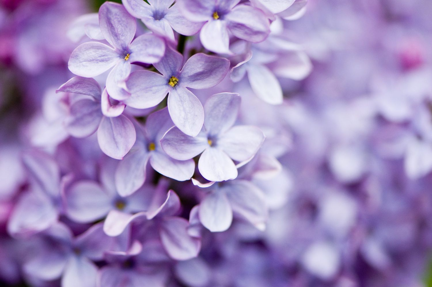 close up of lilacs