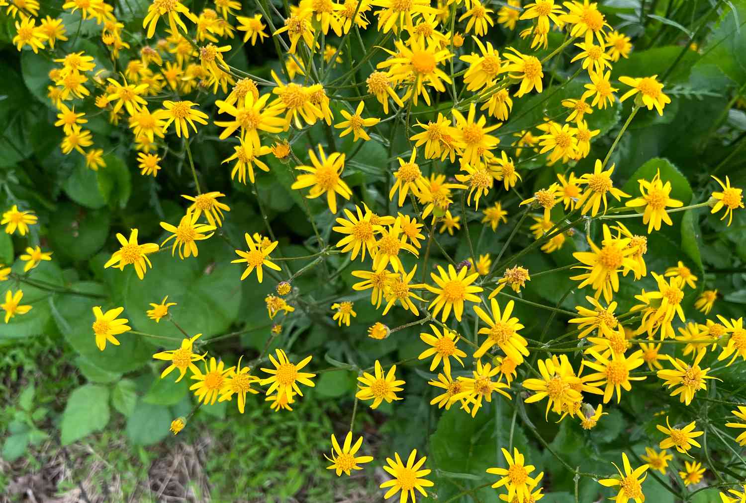 Golden ragwort