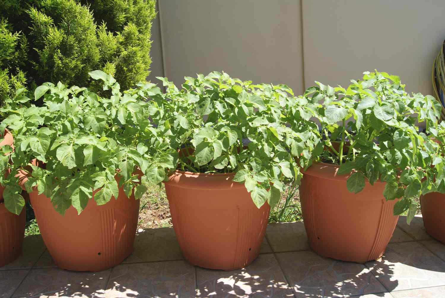 potato plants in pots