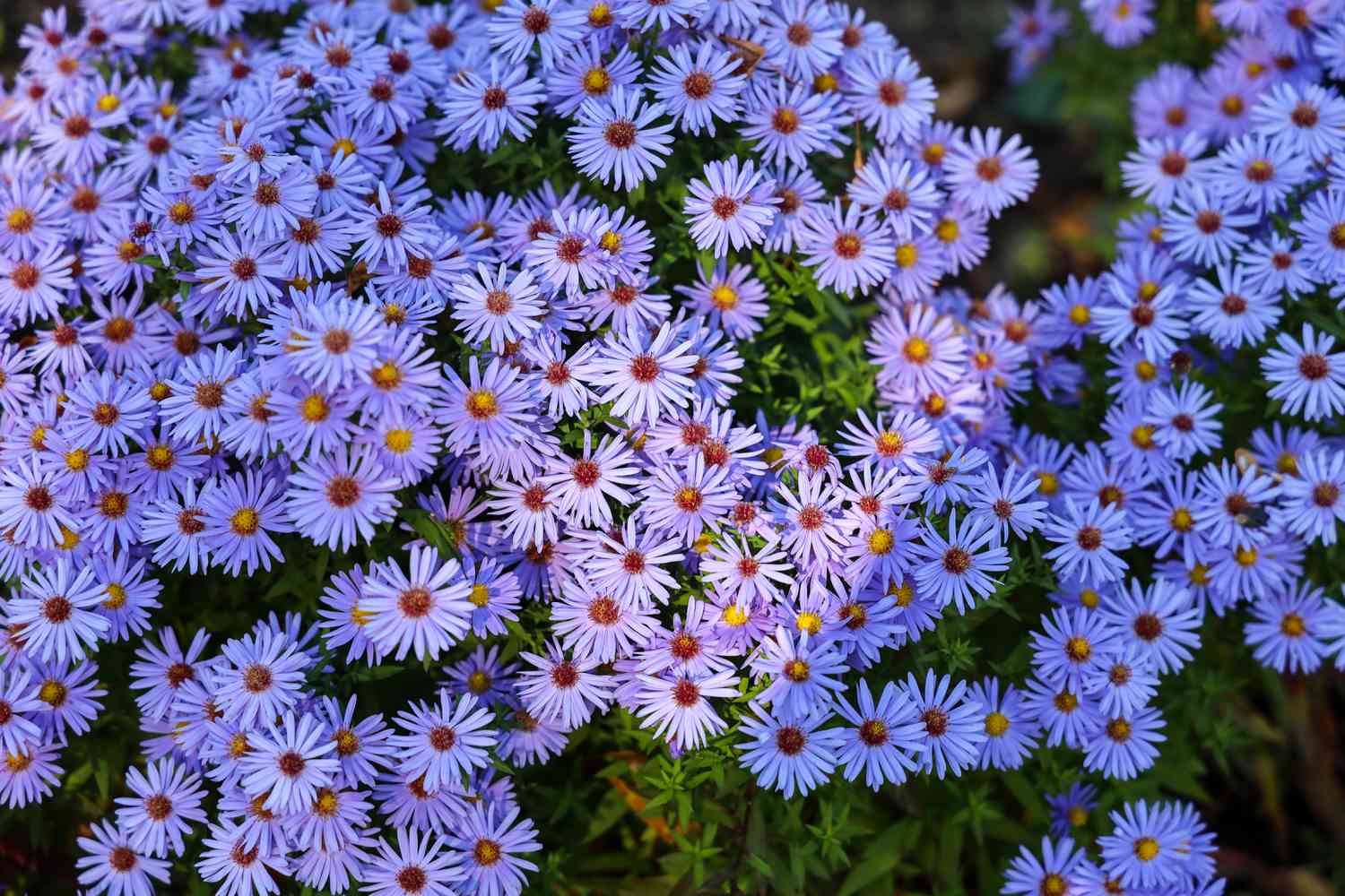 aster flowers